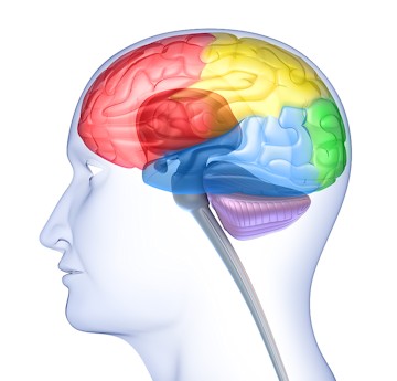 Lobes of the Brain.